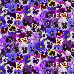 Kit BBM 2025 Purple Pansies